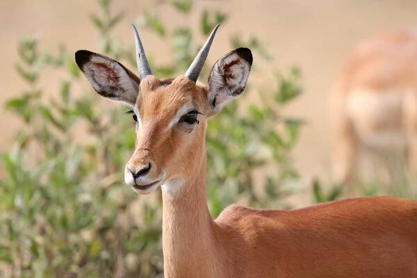 File:Male impala headshot.jpg - Wikimedia Commons