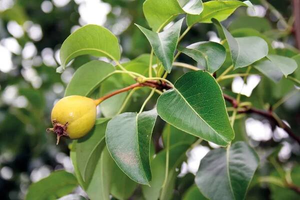 A hedgerow you can eat: what to plant for an edible hedgerow | Gardens Illustrated