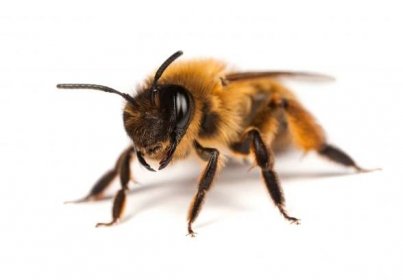 Příbuzní včel | Chatař Chalupář