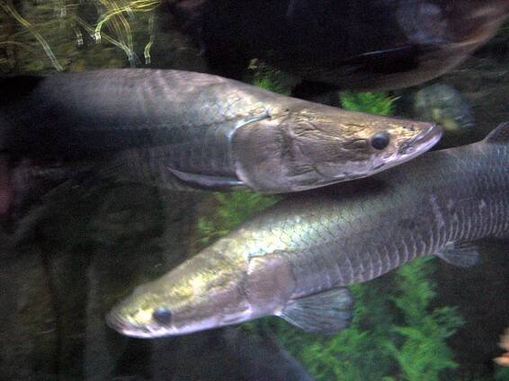Přežil vlastní smrt. Amazonský predátor má mnoho zbraní, ale i fatální slabinu