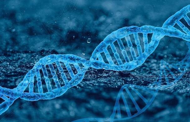 DNA slonů – pomoc k odhalení pašerácké sítě