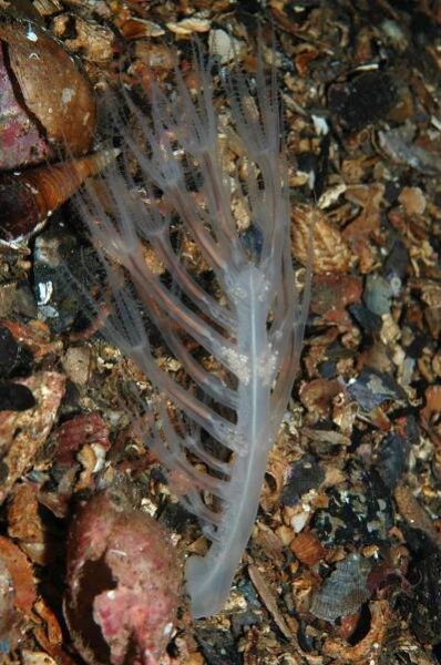 Kophobelemnon