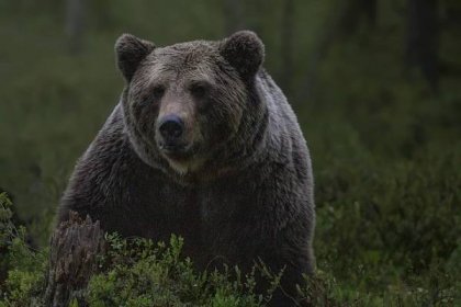 Medvěd na Slovensku zaútočil na myslivce (novinky.cz)