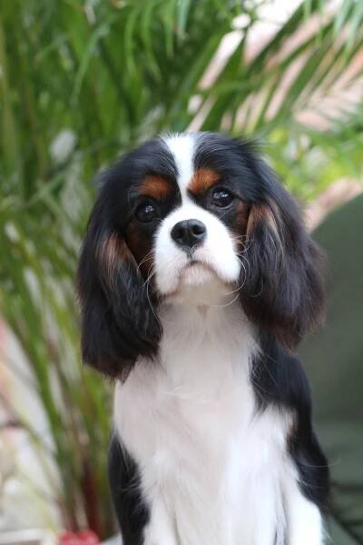 SALLY Dobry Rok FCI - foto 9 months