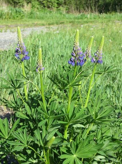 2023 Lupines | Harman's Cheese and Country Store