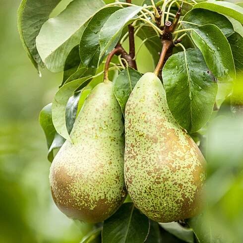 Hrušeň obecná - Pyrus communis - semena hrušně - 4 ks