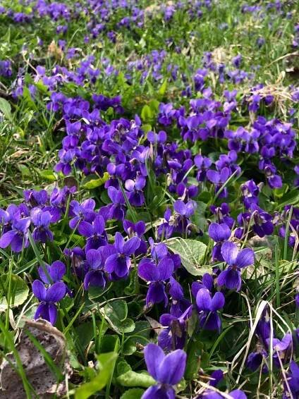 Violka vonná (Viola odorata)