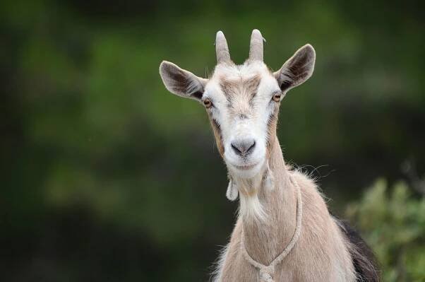 Goats Are the New Dogs!