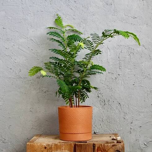 Tamarindus indica