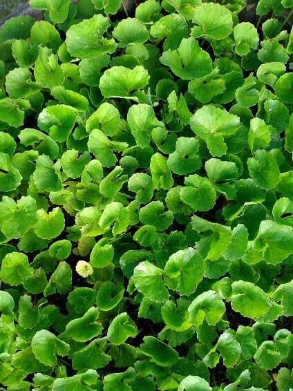 Centella Asiataca is one of the most important Korean anti-aging skincare ingredients