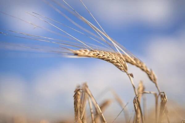 Barley News – Crop 2017 - Polttimo