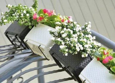 Jaké balkónové květiny zasadit do truhlíků? | Harasim.info