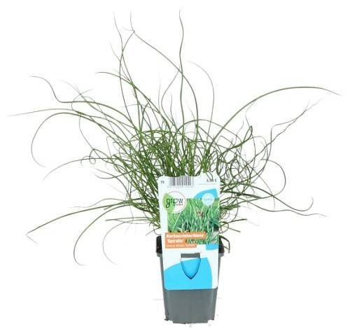 Korkenzieher Binse Braun Topf-Ø ca. 9 cm Juncus effusus spiralis