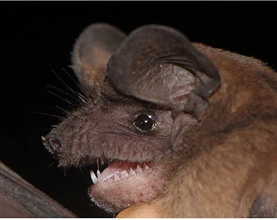  Le Molosse commun (Molossus molossus) et le Tadaride du Brésil (Tadarida brasiliensis) deux espèces fissuricoles pouvant squatter les habitations.