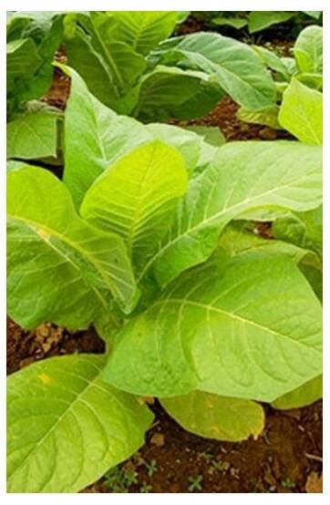 Tabák Burley - rostlina Nicotiana tabacum - semena tabáku - 20 ks