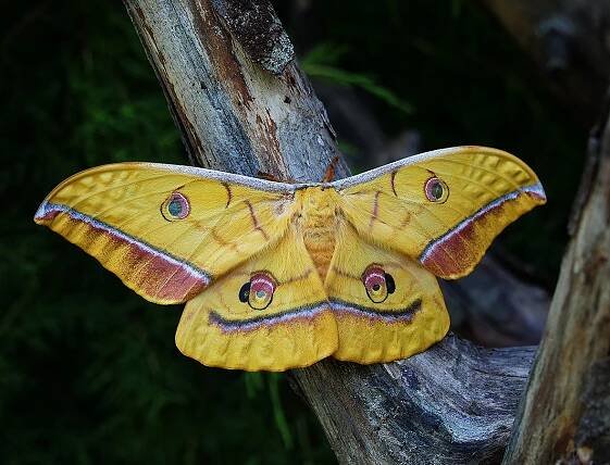Antheraea yamamai (Guérin-Méneville 1861) - Priamus documentary