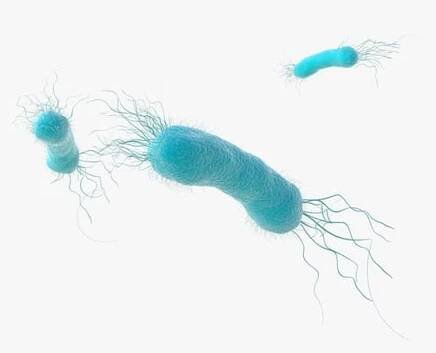 Vorschau: Verkapseltes Pseudomonas Aeruginosa-Bakterium