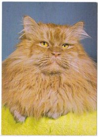 Kočka perská - Pohlednice