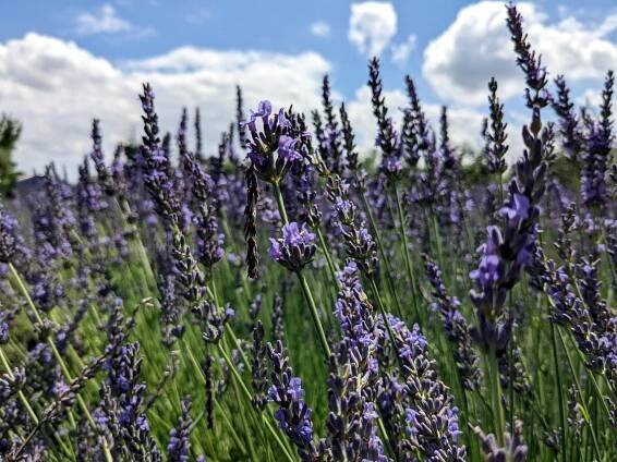 Tip na výlet: Za vůní levandule do Hodonína - Valeas Blog