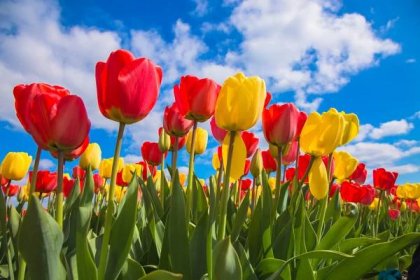 Jarní pole tulipánů