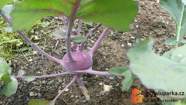 Jak pěstovat kedlubny ze semen. Brassica oleracea var. gongylodes