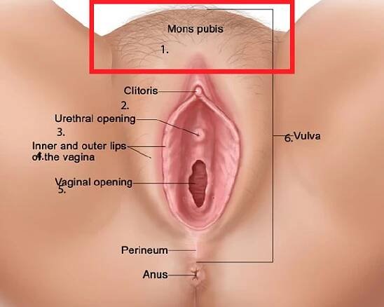 Mons pubis