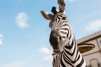 Nízký Úhel Pohledu Zebra Tlamy Proti Modré Oblohy Jasno Zoo — Stock fotografie