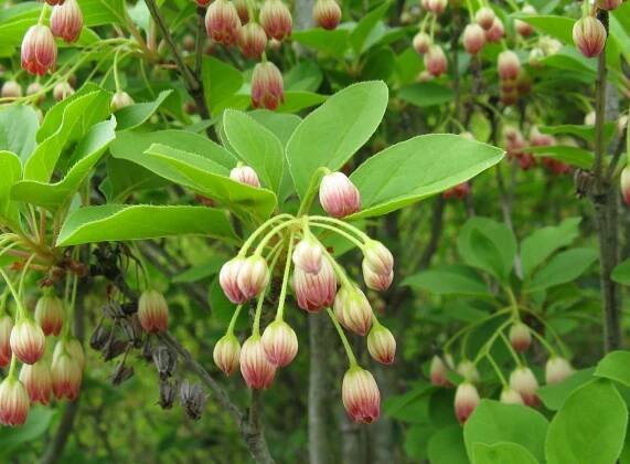 Enkianthus_campanulatus2