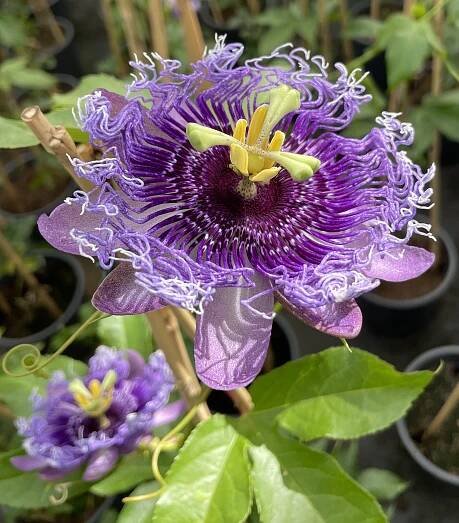 Passiflora edulis - Passion fruit