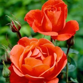 Velkokvětá růže - oranžová - hrnkové sazenice