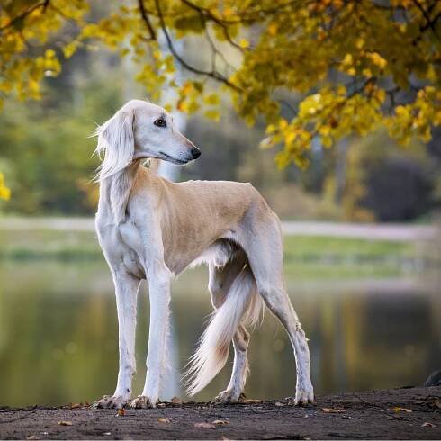saluki