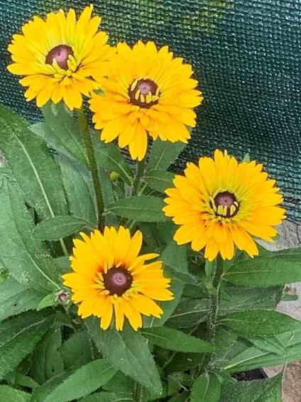 Třapatka 'Summerdaisy's Double Goldy'► Rostliny-Harmonie.cz