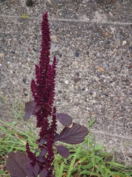 Amaranth (Purple) – Flora Pittsburghensis