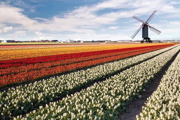 Netherlands windmill Stock Photos, Royalty Free Netherlands windmill Images