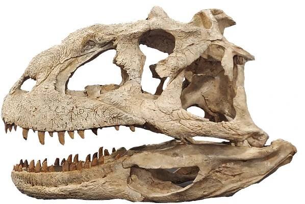 Majungasaurus