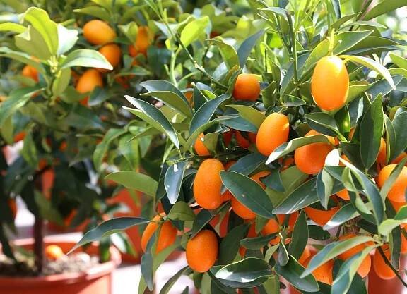 Jak určit zralost kumquatu?