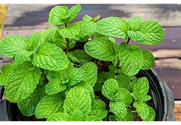 Máta peprná (Mentha cordifolia, syn. Mentha piperita)