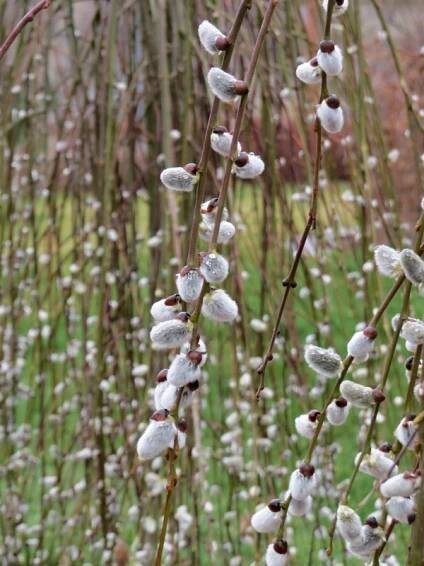 Salix caprea Pendula (syn. Kilmarnock) | Listnaté dřeviny |Zahradnictví Franc 