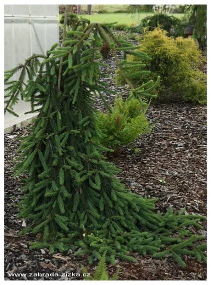 Picea abies 'Inversa' - smrk ztepilý - Okrasné dřeviny Ing. Milan Žižka