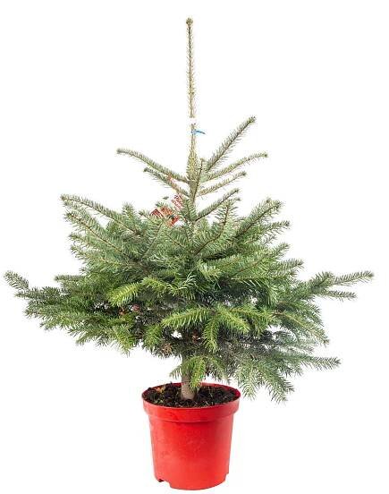 Jedle kavkazská, Abies nordmanniana, kontejnerovaná, skladem