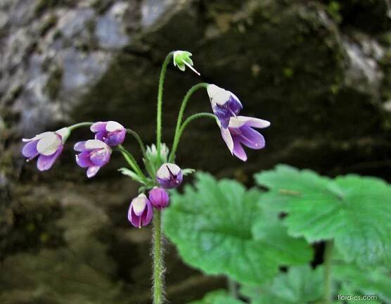 Kruhatka Matthiolova (Cortusa matthioli)