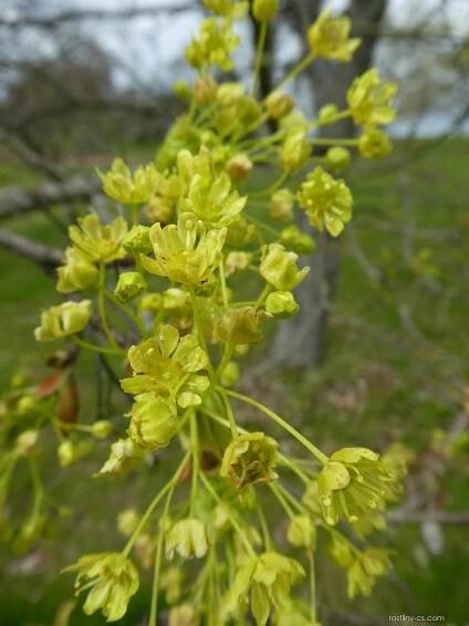 Javor mléč Maculatum - větévka s květy (Acer platanoides)