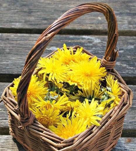 Wonderful recipe using Dandelion Flower petals - great fun for kids to make teaches them about the idea of edible weeds starting with a plant that we can all identify