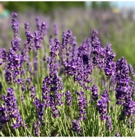 Levandule Ellegance Purple - Lavandula angustifolia - prodej semen - 15 ks