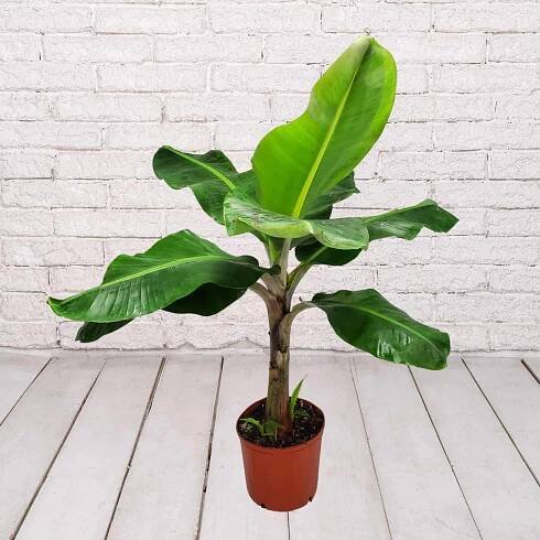 Banana Dwarf Cavendish Wholesale