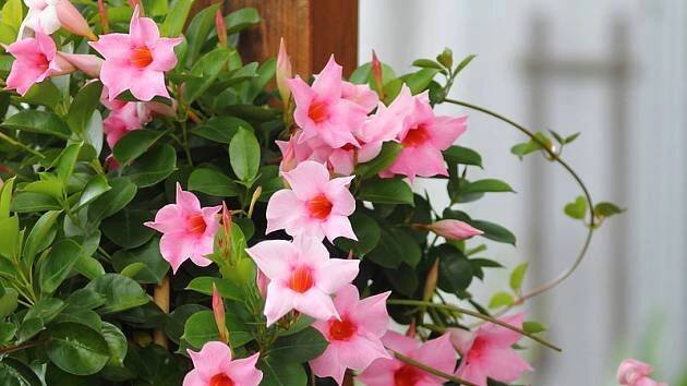 Rozmnozovani Mandevilla