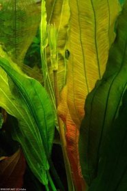 šípatkovec červenolistý | © Kuba