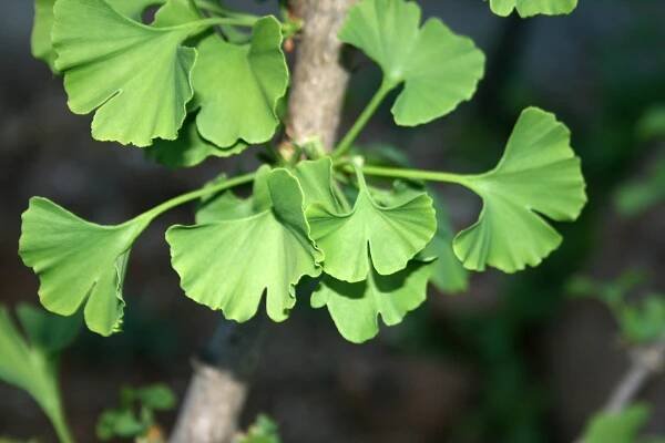Ginko Biloba Supplements for Better Health - GMO Free Gazette