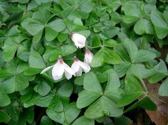 Oxalis - Wikidata