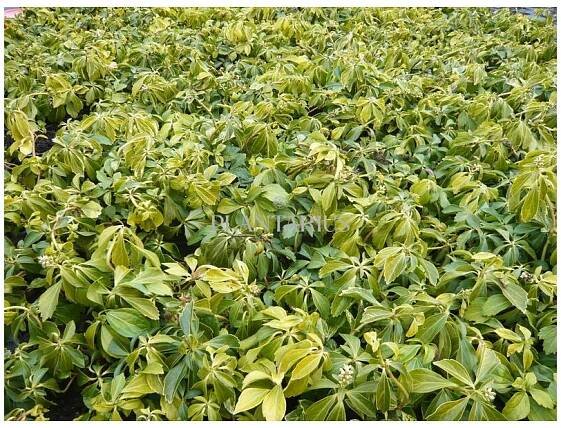 Tlustonitník klasnatý / Pachysandra terminalis